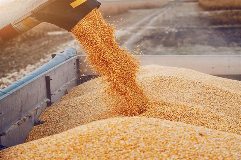 وزارة الزراعة الأمريكية تعلن عن بيع أكثر من 400 ألف طن من الذرة