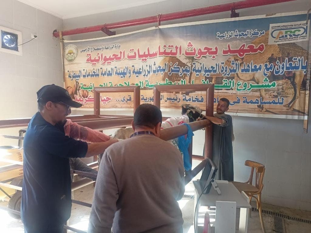 "معهد التناسليات الحيوانية" ينظم قافلة بيطرية مجانية لعلاج مواشي صغار المربين في أسيوط