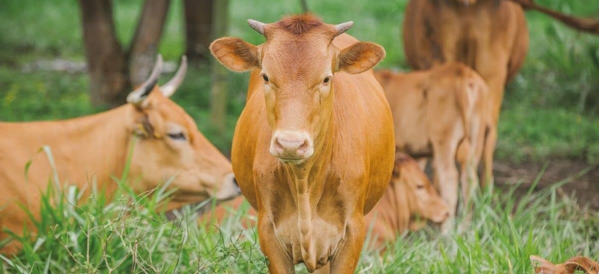 تنفيذ برنامج التحصينات لـ1085 رأس ماشية قادمة من كولومبيا