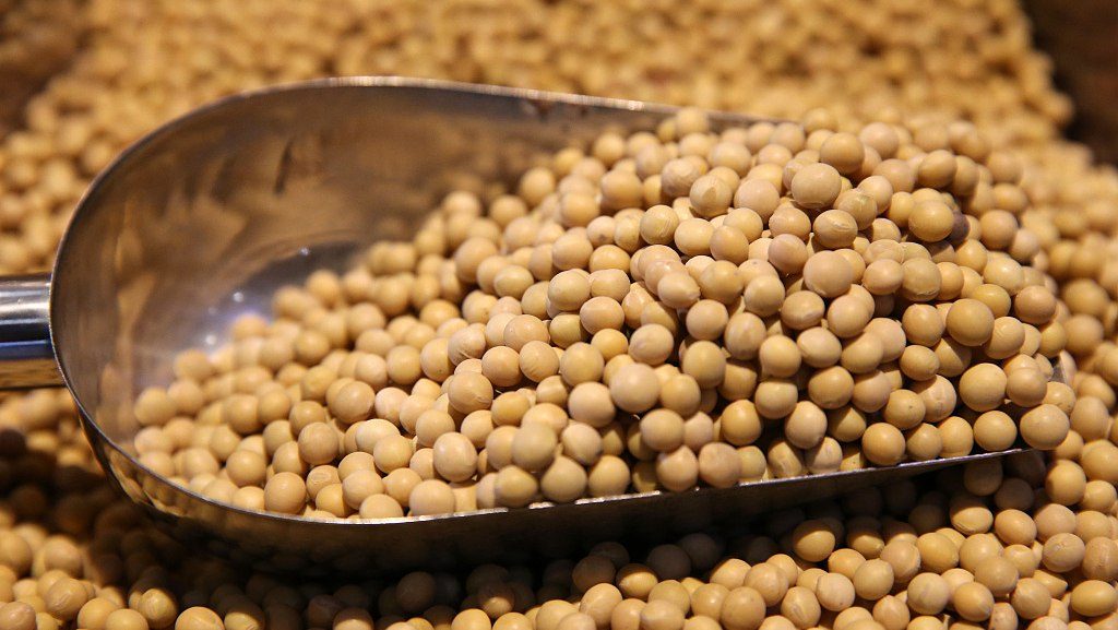 واردات الاتحاد الأوروبي من فول الصويا ترتفع بنسبة 7% منذ بداية الموسم