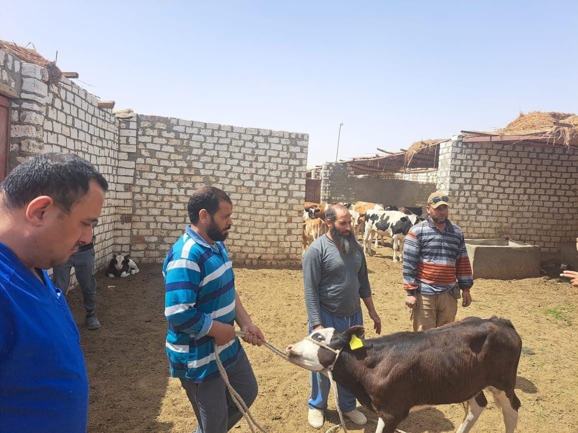 بحوث الصحراء ينفذ قافلة بيطرية مجانية لمدينة الفرافرة بالوادى الجديد