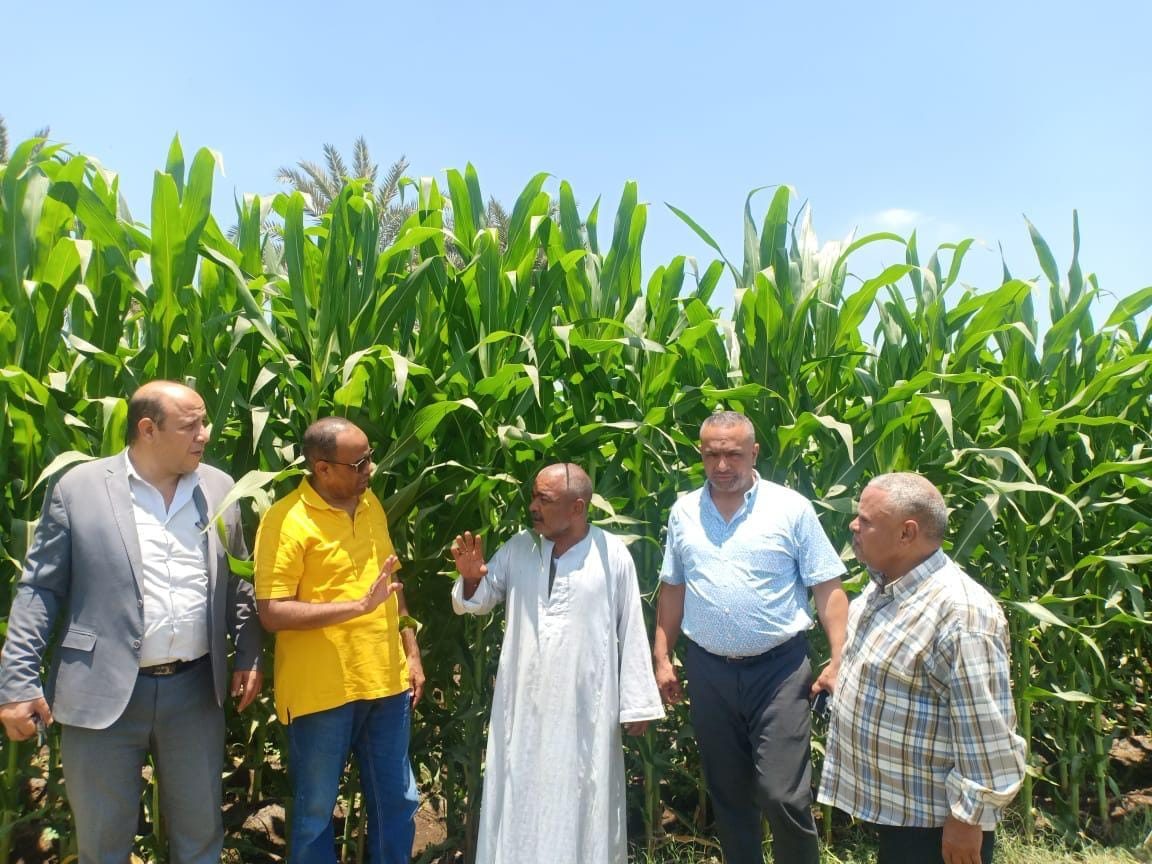 "الزراعة" تتفقد محصول الذرة بمحافظة الجيزة.. والحالة العامة ممتازة