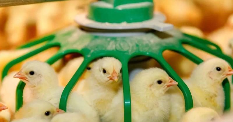 شعبة الدواجن ترد: الجميع ليهم مصلحة فى الارتفاع