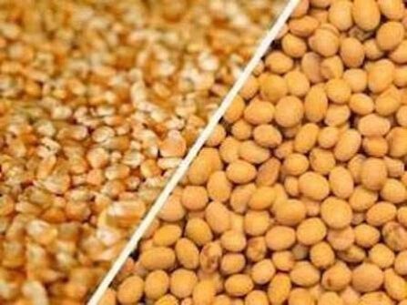 زراعة فول الصويا في الأرجنتين تصل إلى 92.9% و84,6% من الذرة