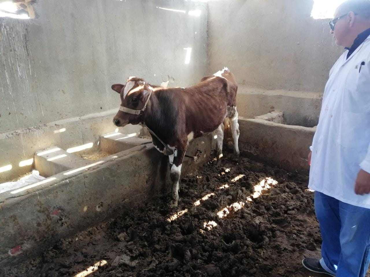 بحوث الصحراء ينظم قافلة بيطرية لتحسين صحة الثروة الحيوانية في مدينة رأس سدر بجنوب سيناء