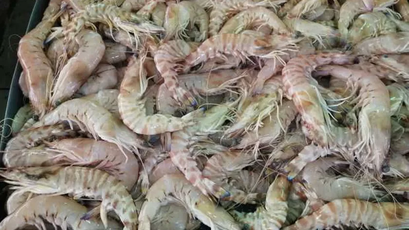 بيطرى القاهرة: ضبط 2.5 طن جمبرى منتهى الصلاحية