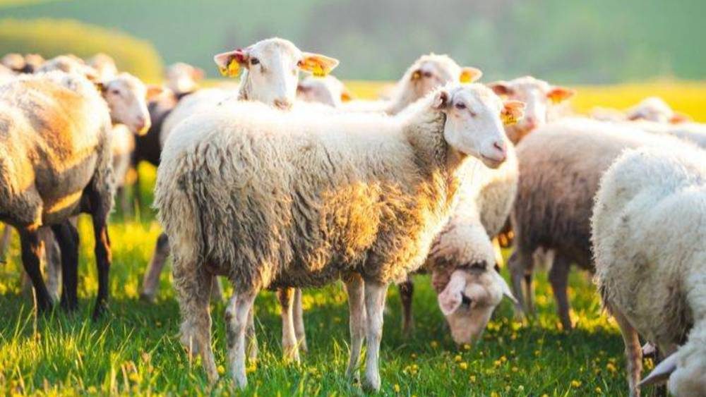 ظاهرة دوران الأغنام تصل السعودية