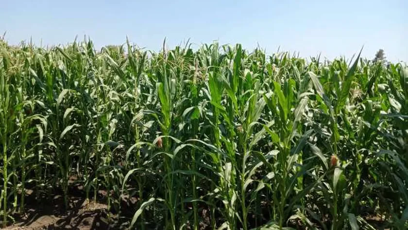 حصاد 60 ألف فدان من الذرة الشامية بكفر الشيخ