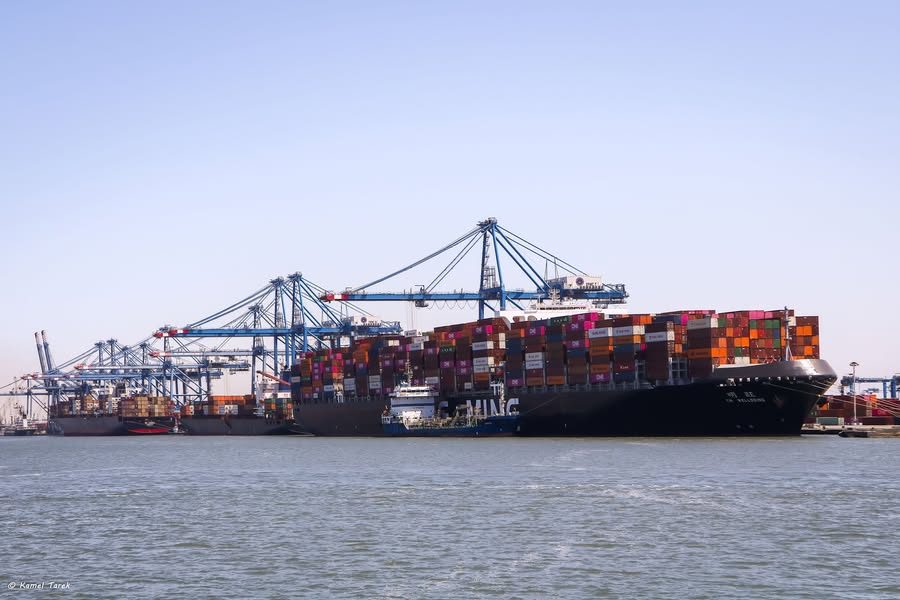 ميناء دمياط يستقبل 4000 طن ذرة و 1113 رأس ماشية من عجول تسمين