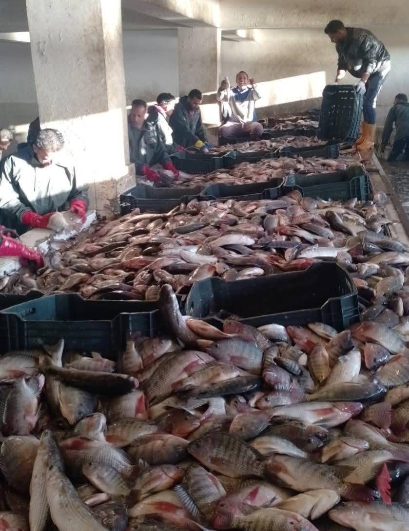 "تنمية البحيرات" يواصل أعمال الصيد في مزرعة برسيق السمكية