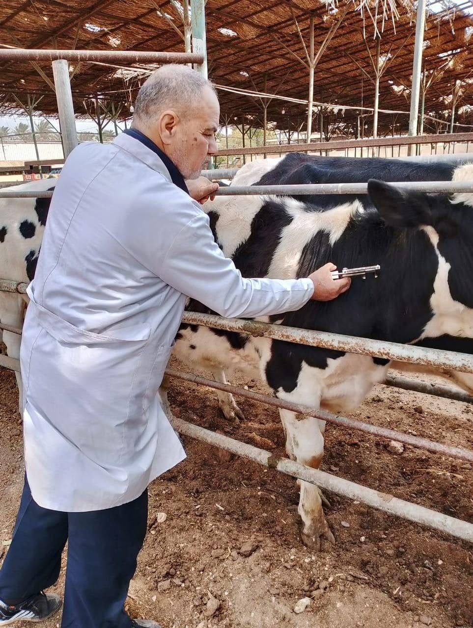 "الزراعة" ترصد الأمراض الوبائية الحيوانية والتغطية لتحصينات البروسيلا والسل خلال إبريل