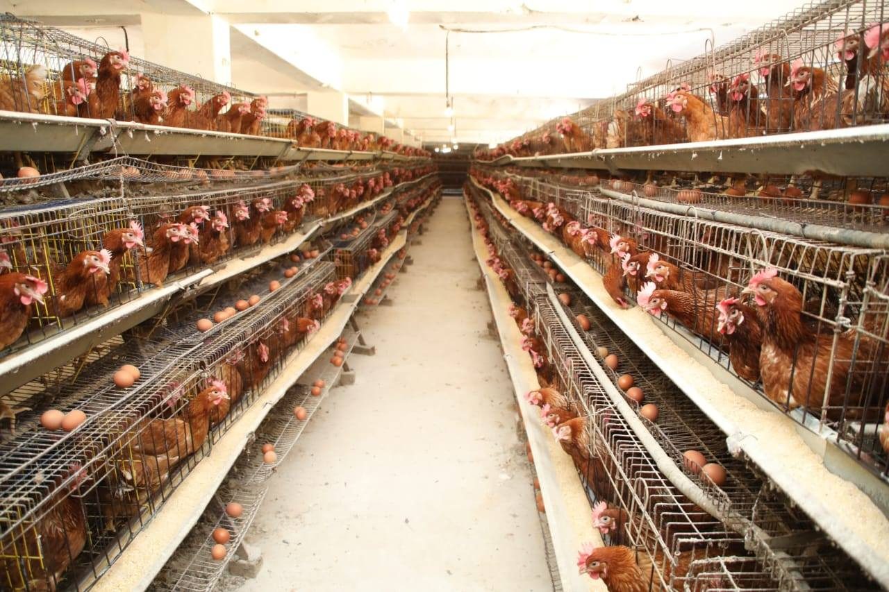 وزير الزراعة يبحث سبل الارتقاء بالقطاع الزراعي وخدمات المزارعين بمحافظة الشرقية