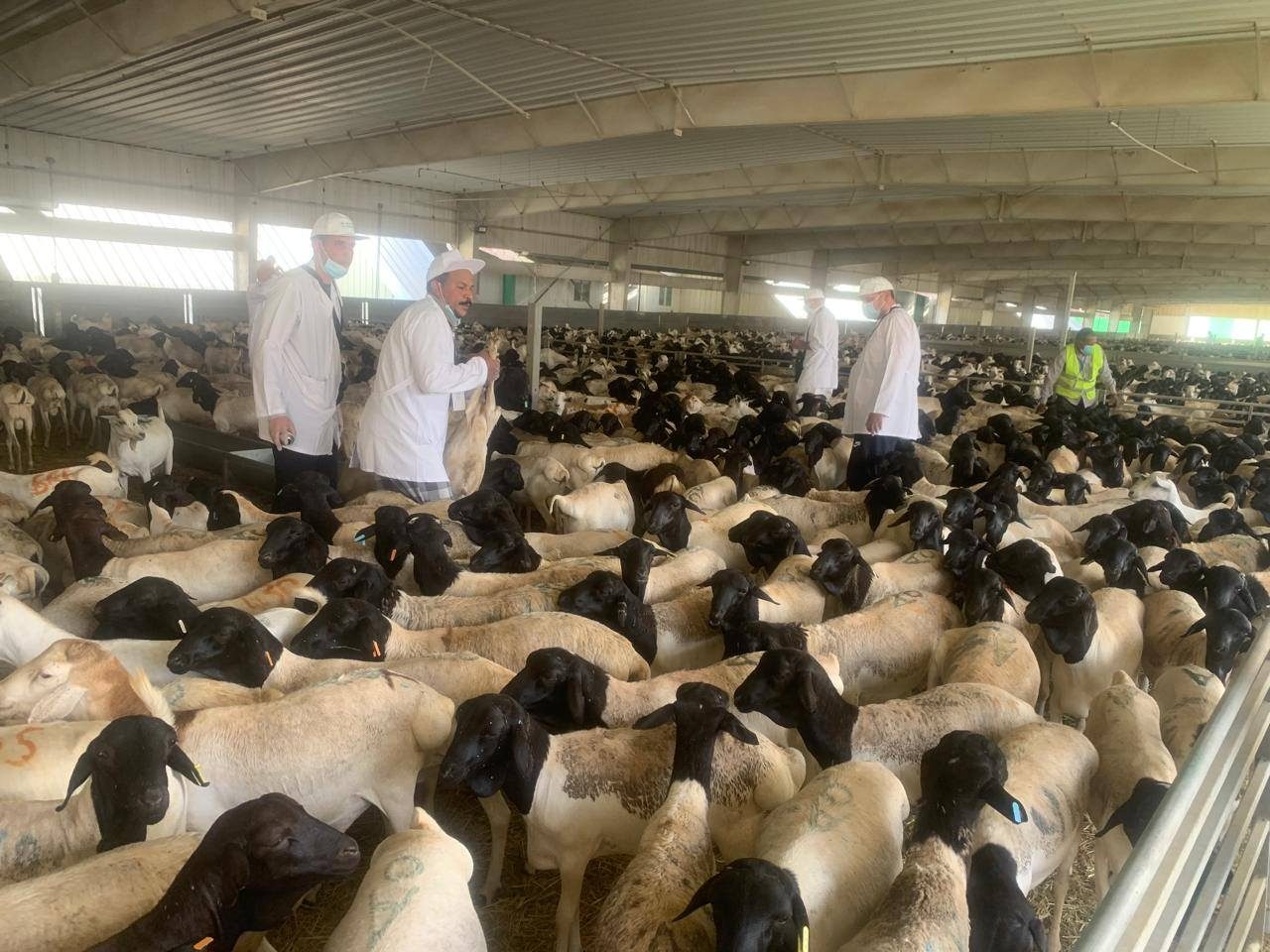 الزراعة تتابع أعمال البعثة البيطرية المصرية للإشراف على الهدي والأضاحي بالسعودية