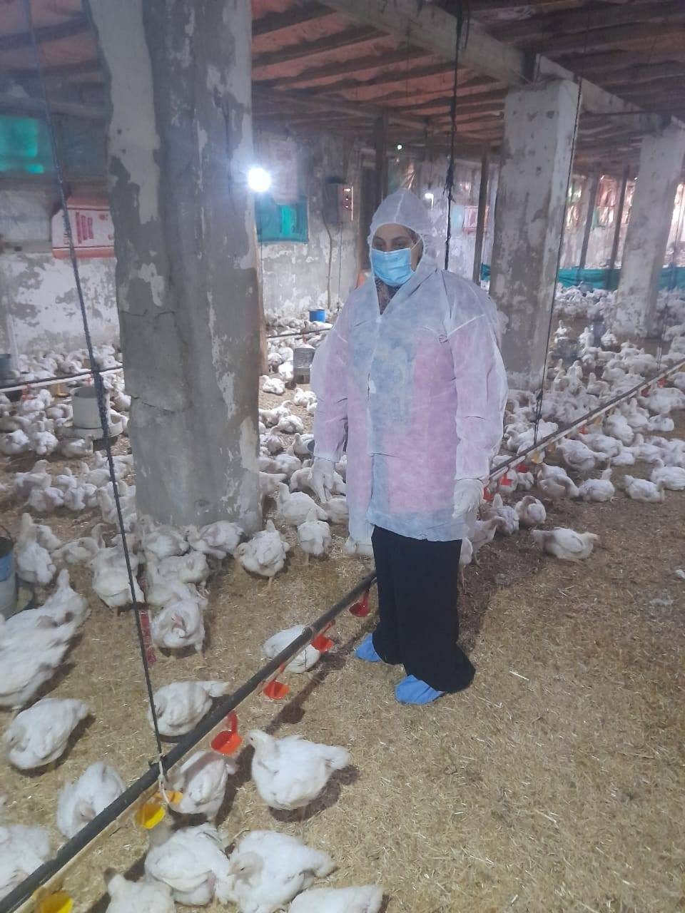 وزير الزراعة يستعرض جهود حماية الثروة الداجنة وتعزيز الاستقرار الوبائي في المحافظات