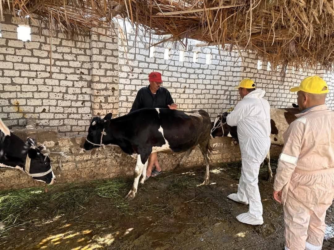 الزراعة: فحص أكثر من 13 ألف رأس ماشية ضمن جهود الرعاية التناسلية وتحسين السلالات