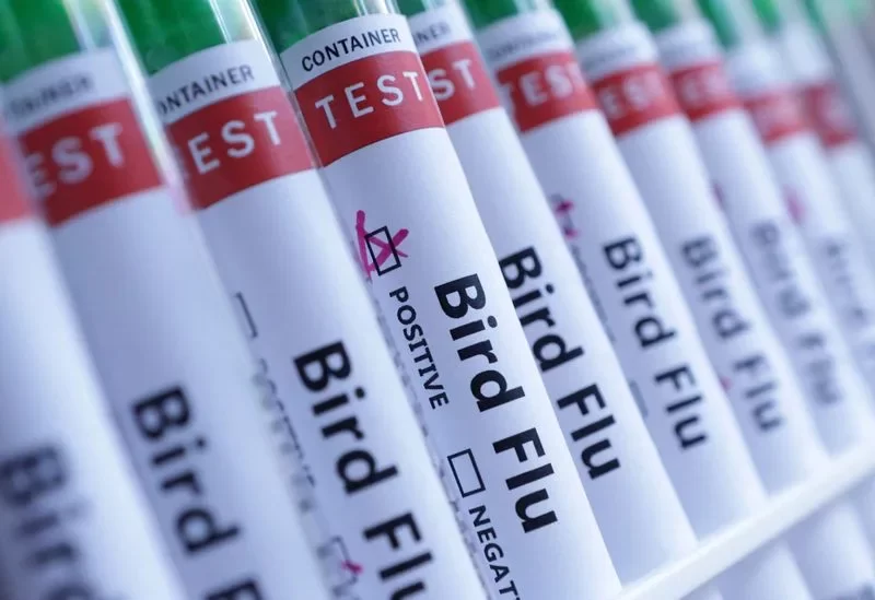 هولندا تقرر إعدام 71000 دجاجة بعد اكتشاف إصابتها بإنفلونزا الطيور