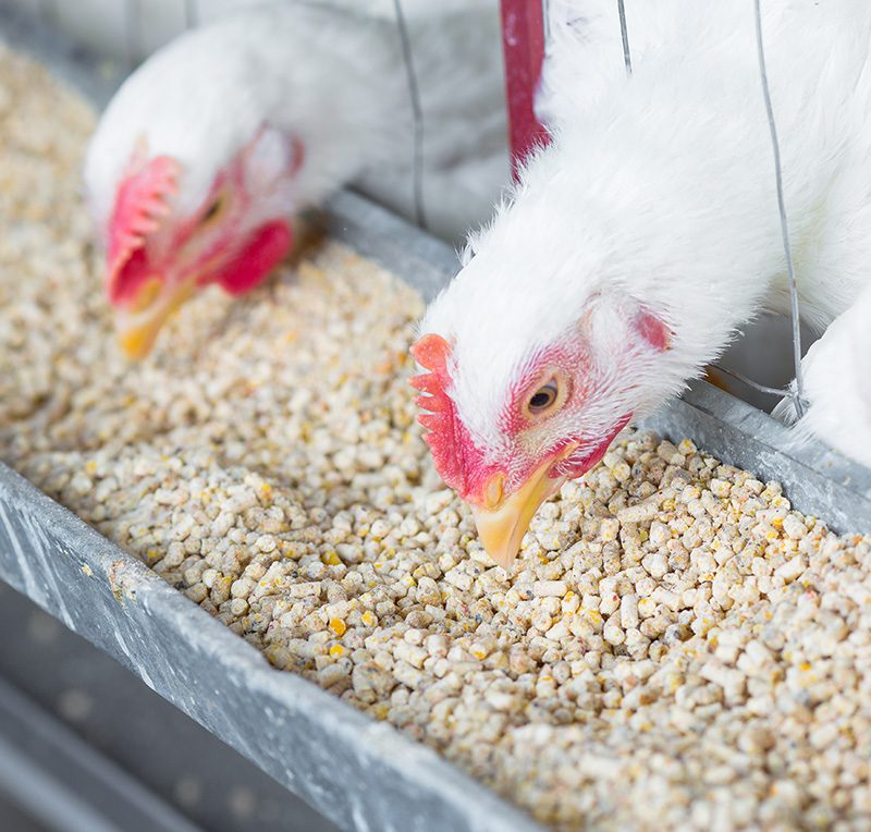 خاص| أستاذ تربية: استخدام مخلفات الدواجن في تصنيع مركزات الأعلاف له مردود إيجابي على الميزان التجاري المصري