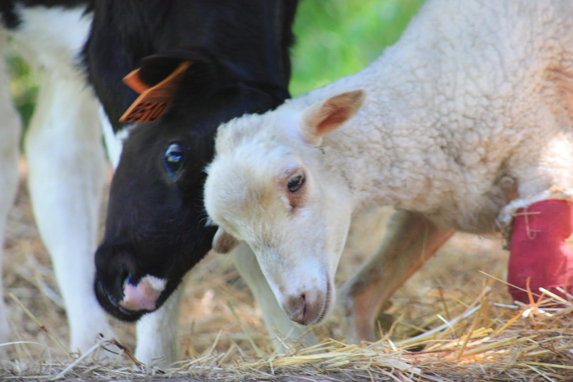 الزراعة: إقبال واسع على حجز الأضاحي.. والكيلو القائم بسعر 155 للضأن والأبقار بـ140 ج