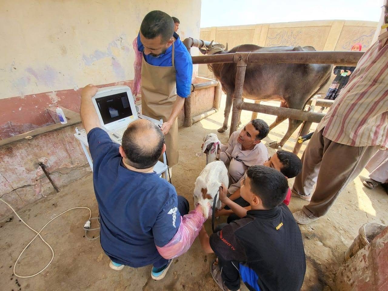 "الزراعة" تكثّف جهود الرعاية التناسلية والتحسين الوراثي للماشية خلال يونيو