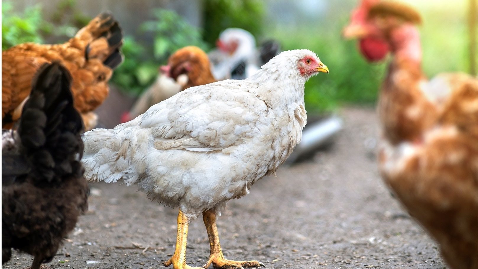 الحكومة العراقية تصدر قرارا بحظر استيراد الدواجن من 4 دول