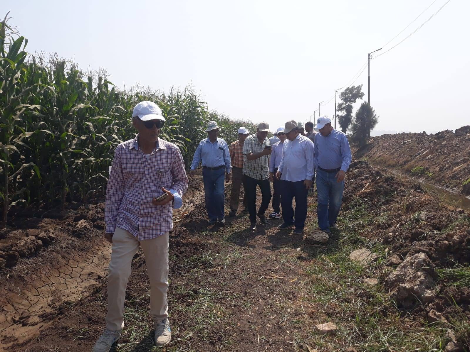 البحوث الزراعية تتابع جهود مكافحة دودة الحشد الخريفية وحقول الذرة وفول الصويا