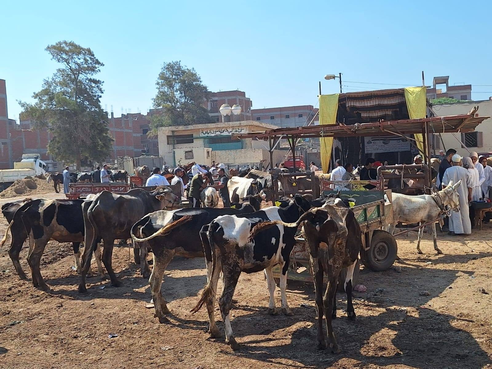 "الزراعة" تطلق 310 قافلة بيطرية مجانية في 299 قرية خلال يوليو