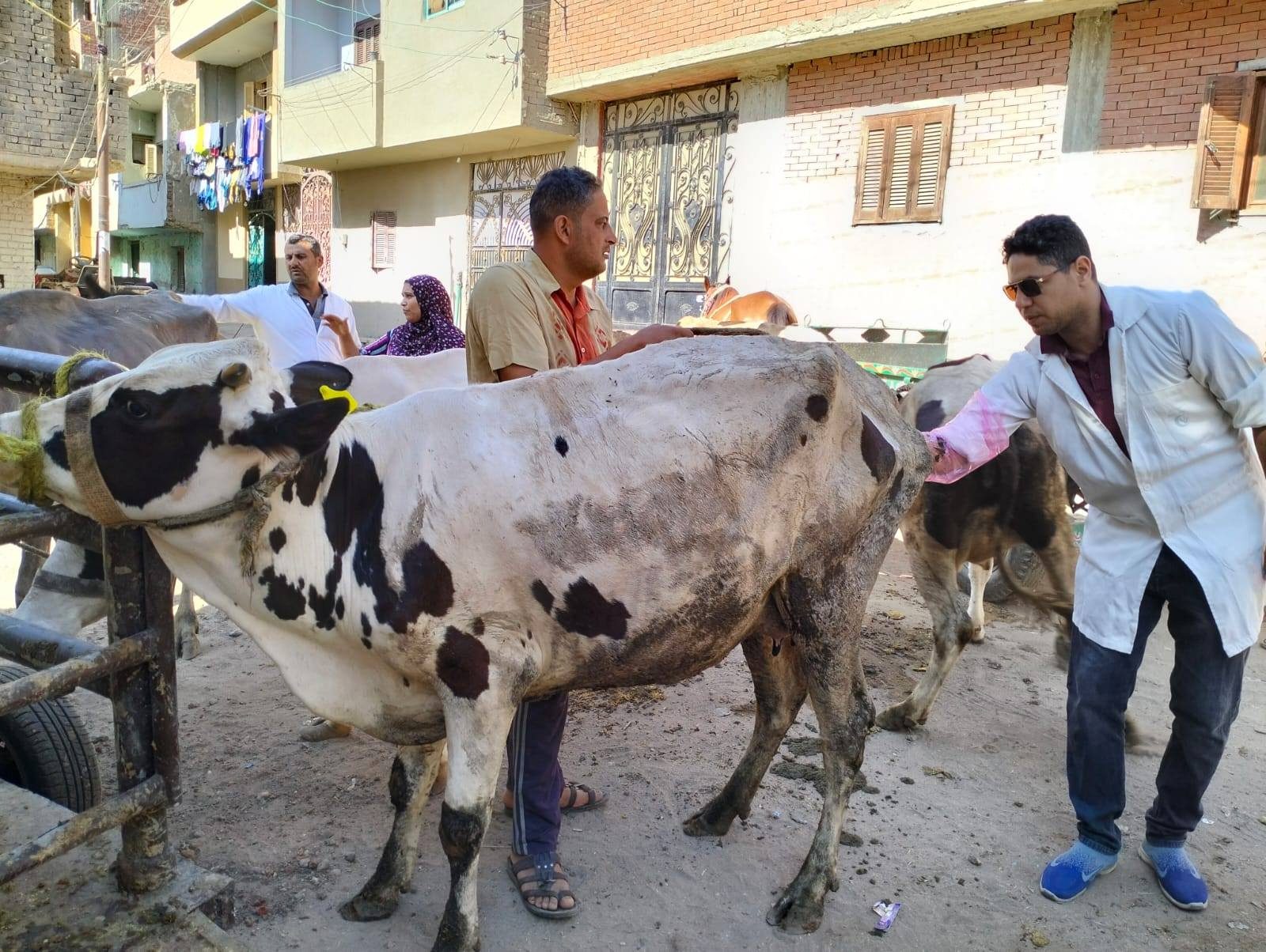 "الزراعة": إجراء التلقيح الاصطناعي لأكثر من 47 ألف رأس ماشية خلال يوليو