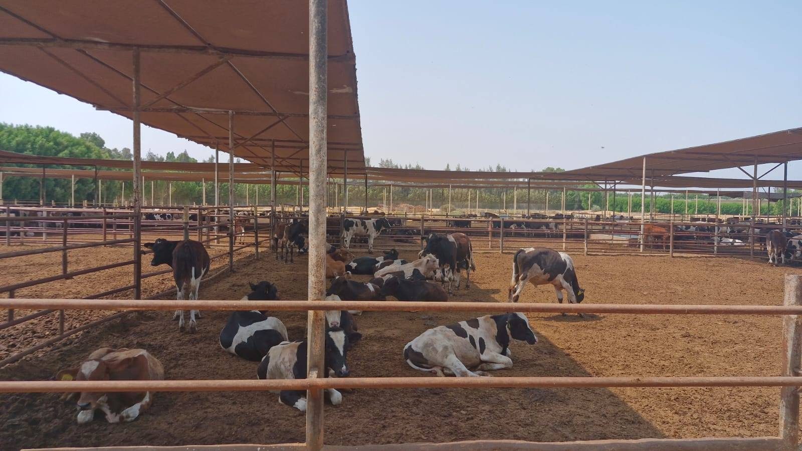 بدء حملة تحصين الماشية من العترة الجديدة لفيروس الحمي القلاعية السبت المقبل