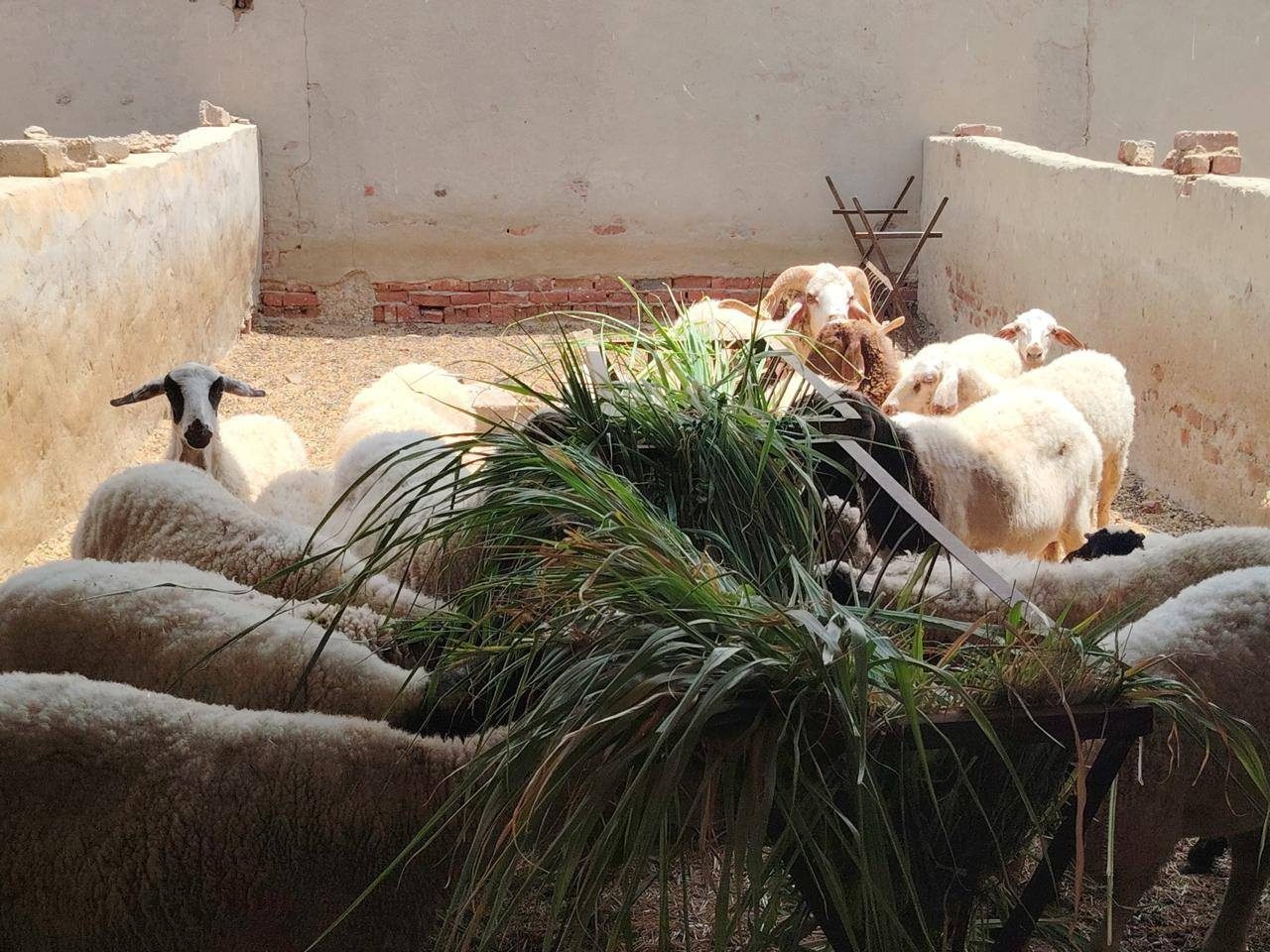 "بحوث الصحراء" يواصل جهود وتجارب توفير الأعلاف بديلة بالاعتماد على المخلفات الزراعية والنباتات الملحية بجنوب سيناء