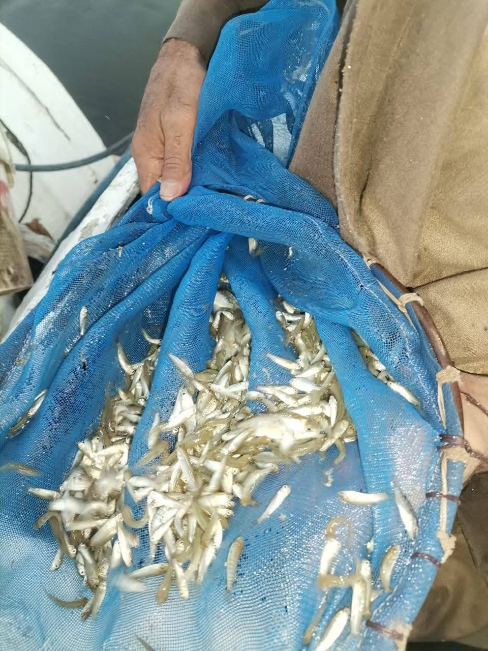 "تنمية البحيرات": إنزال أكثر من مليون زريعة أسماك المبروك في مفرخي بني سويف والمنيا