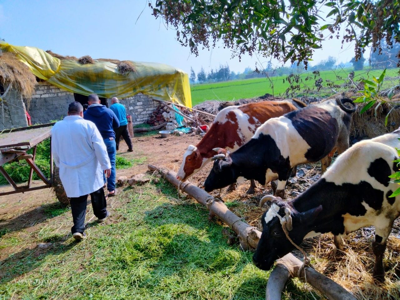 15 سيارة بيطرية متنقلة لتحصين الماشية فى الأماكن البعيدة بكفر الشيخ