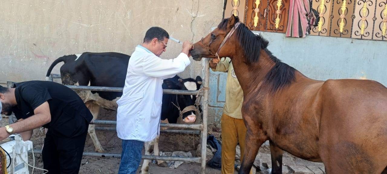 القوافل البيطرية تفحص أكثر من 78 ألف رأس ماشية و82 ألف طائر خلال أغسطس