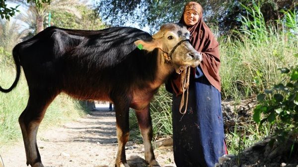 تسليم 3902 رأس ماشية للأسر الأولى بالرعاية بقرى ومراكز أسوان