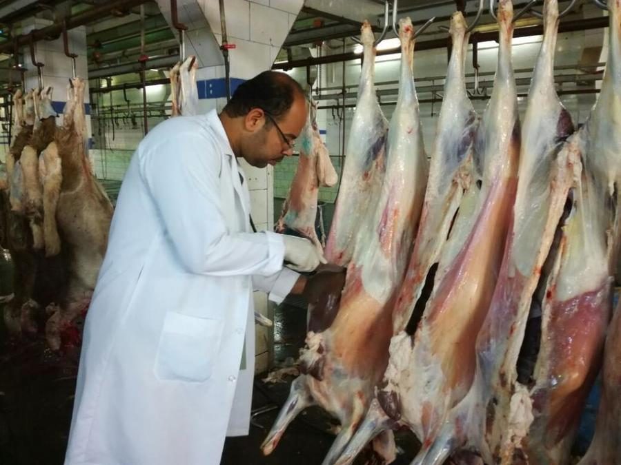 بيطري الشرقية: ذبح 505 رؤوس ماشية وأغنام أضاحي بالمجان
