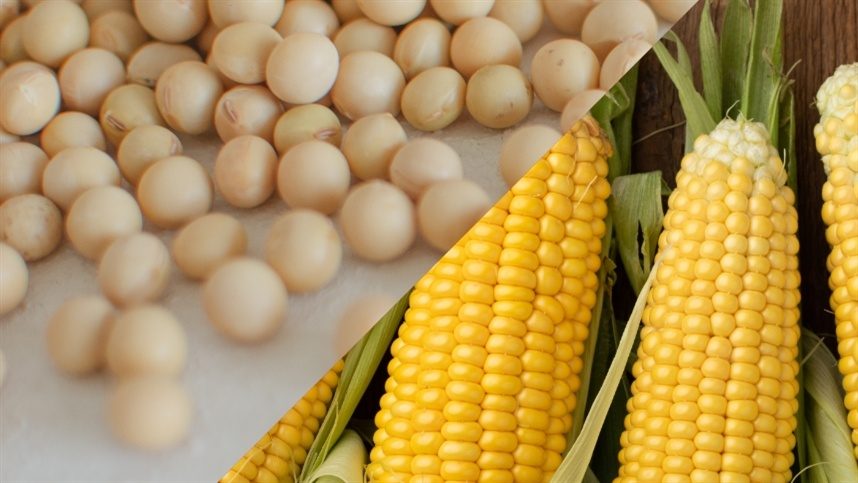 صادرات فول الصويا والذرة البرازيلية تتجاوز مستويات العام الماضي