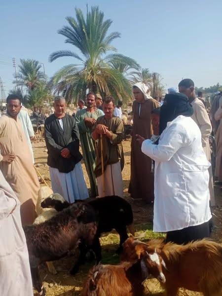 "الزراعة" تنفذ أكثر من 2,800 ندوة توعوية استعدادًا للحملة القومية للتحصين ضد الحمى القلاعية وحمى الوادي المتصدع