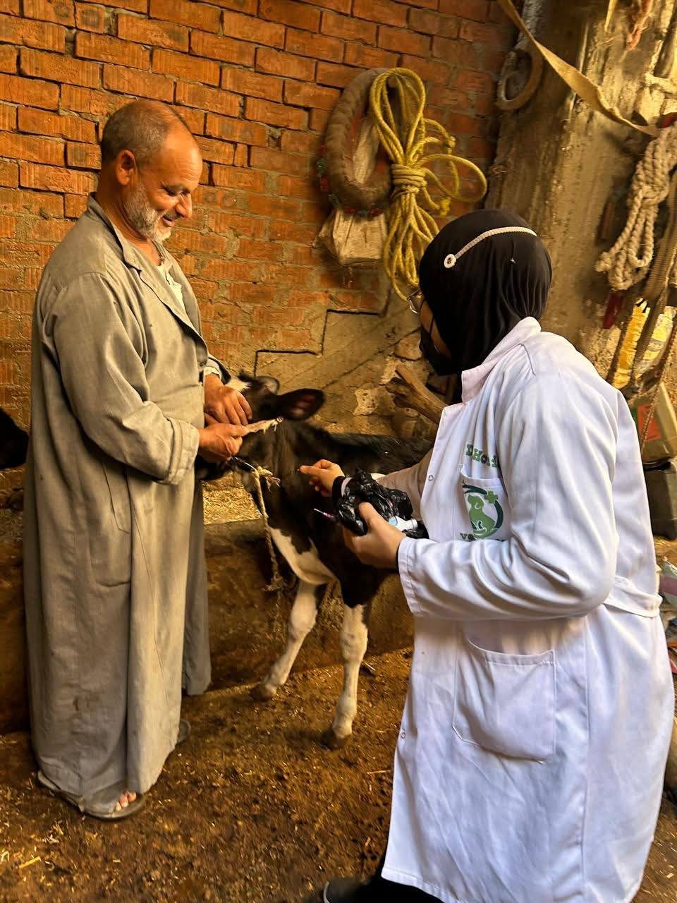 "الزراعة": تحصين أكثر من 421 ألف رأس ماشية خلال أول 3 أيام بالحملة القومية ضد الحُمّى القلاعية وحمّى الوادي المتصدع