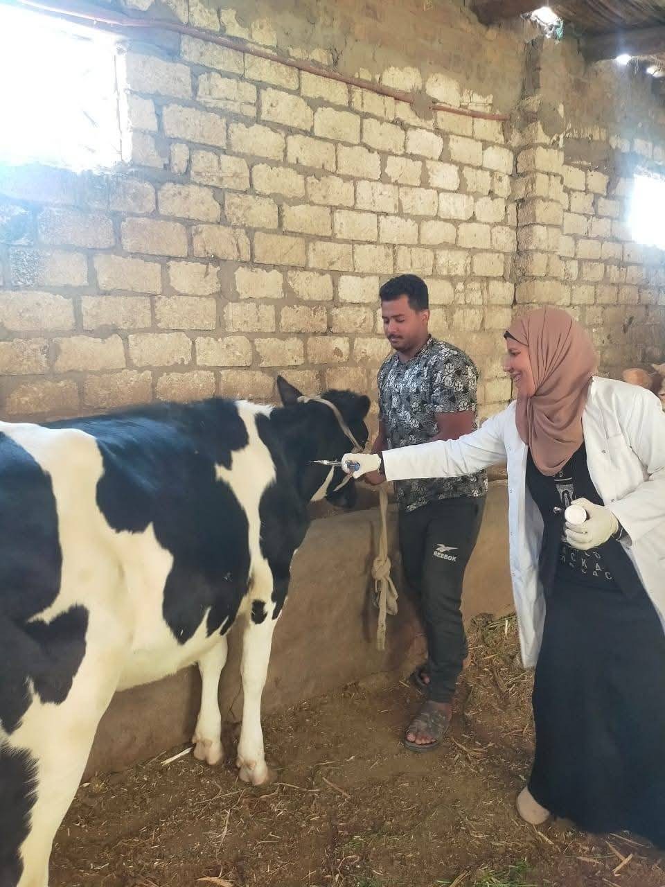 "الزراعة": تحصين أكثر من 421 ألف رأس ماشية خلال أول 3 أيام بالحملة القومية ضد الحُمّى القلاعية وحمّى الوادي المتصدع