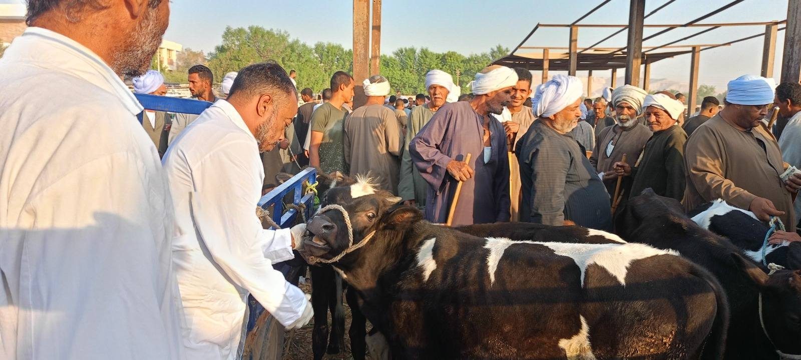 تحصين أكثر من 700 ألف رأس في أول 5 أيام من الحملة القومية لتحصين الماشية