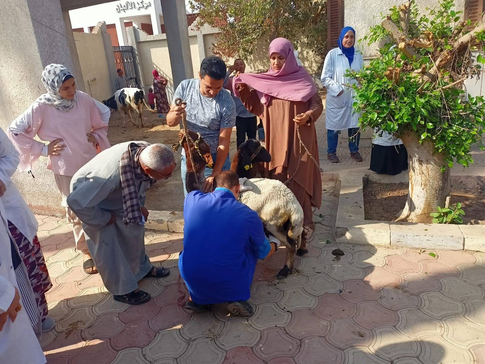 "البحوث الزراعية" يطلق 3 قوافل بيطرية مجانية في القليوبية لدعم صغار المربين