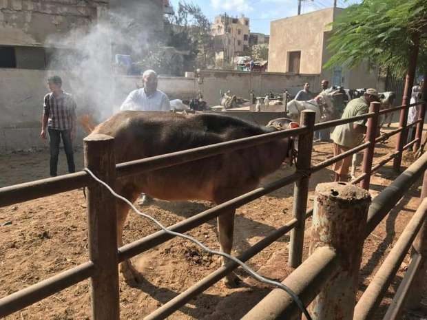 بيطري كفر الشيخ تطلق قافلة بيطرية للكشف على الحيوانات والطيور بمركز قلين