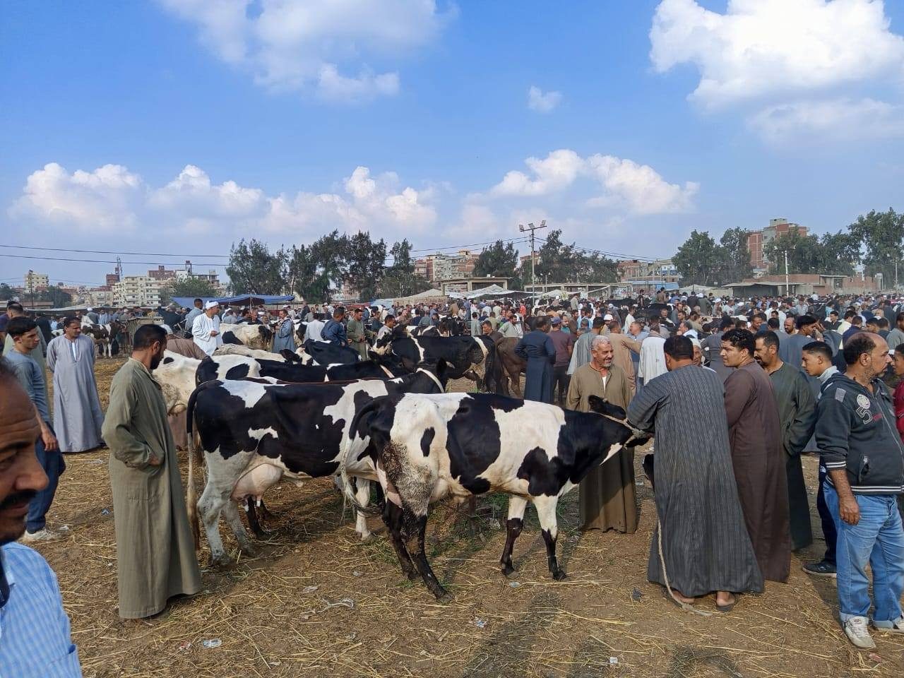 الزراعة: 19561 الخط الساخن لتحصين الماشية وتلقى شكاوى أمراض الثروة الحيوانية