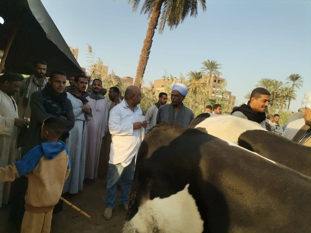 "الزراعة" تكثف حملاتها على أسواق الماشية بالمحافظات لمتابعة استقرار الوضع الوبائي