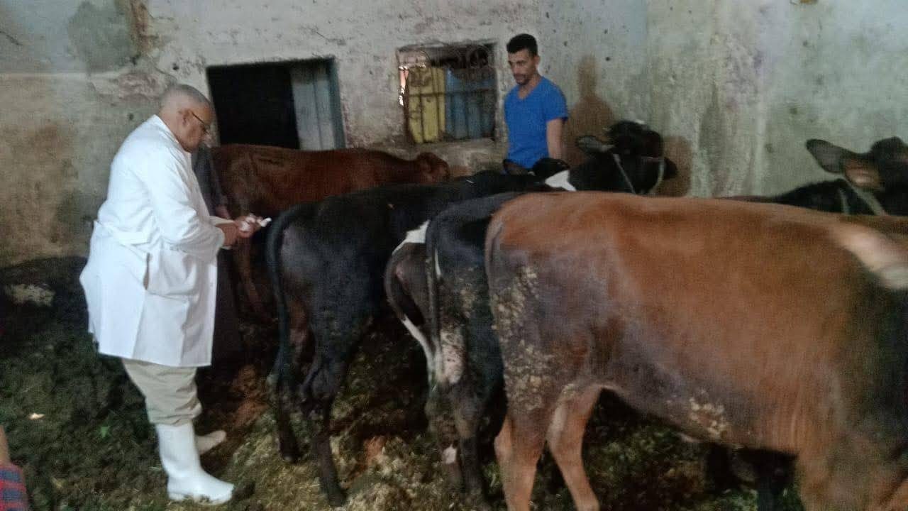 "الزراعة" تُحصّن أكثر من 2.2 مليون رأس ماشية ضمن حملتها القومية وتواصل التشديد الرقابي على الأسواق
