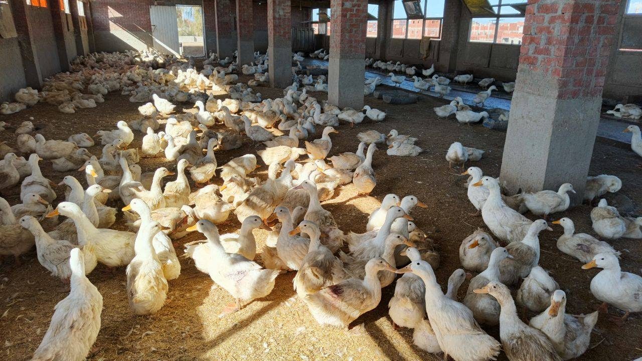 "الزراعة" تطلق حملة وطنية لتوعية مربي الدواجن بإجراءات الأمن الحيوي