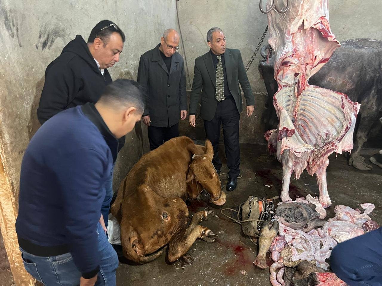 "الخدمات البيطرية" تضبط سلخانة غير مرخصة وأختام مزورة و1.8 طن لحوم فاسدة بالمنوفية