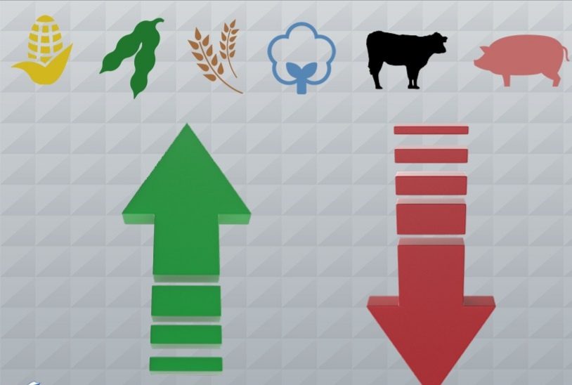 العقود الآجلة للماشية الحية تقترب من أعلى مستوياتها