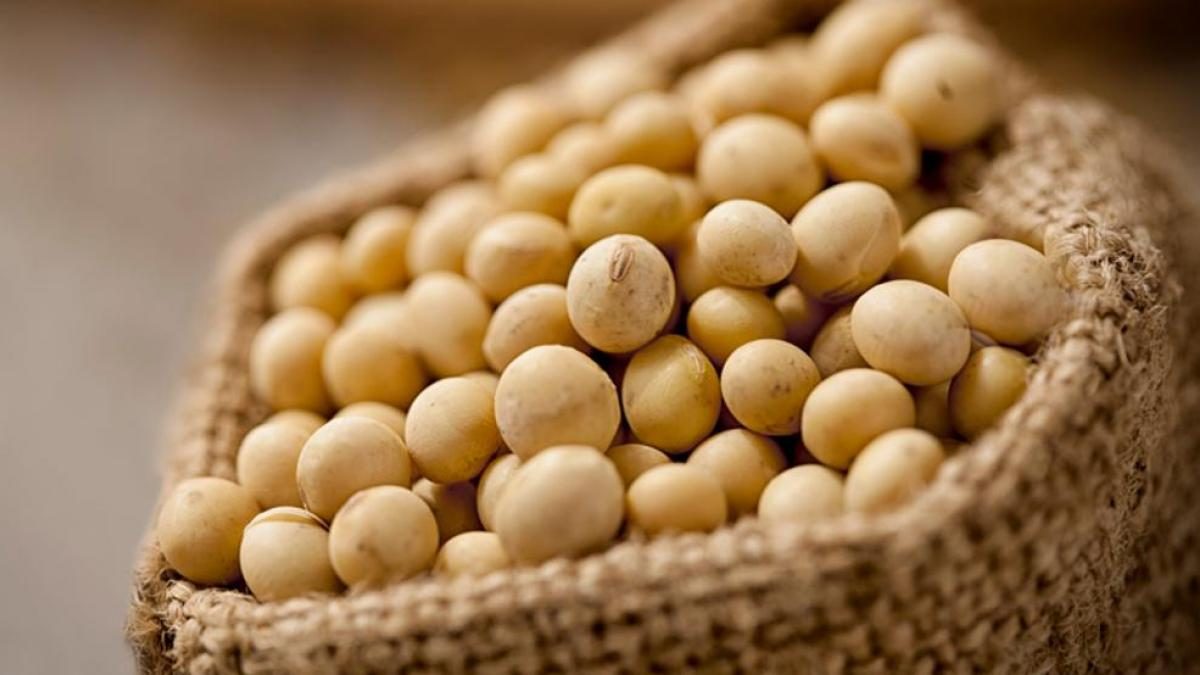 المجد للأعلاف: الصويا تصل لأدنى مستوياتها.. ووتوقعات بارتفاع طفيف خلال الفترة المقبلة