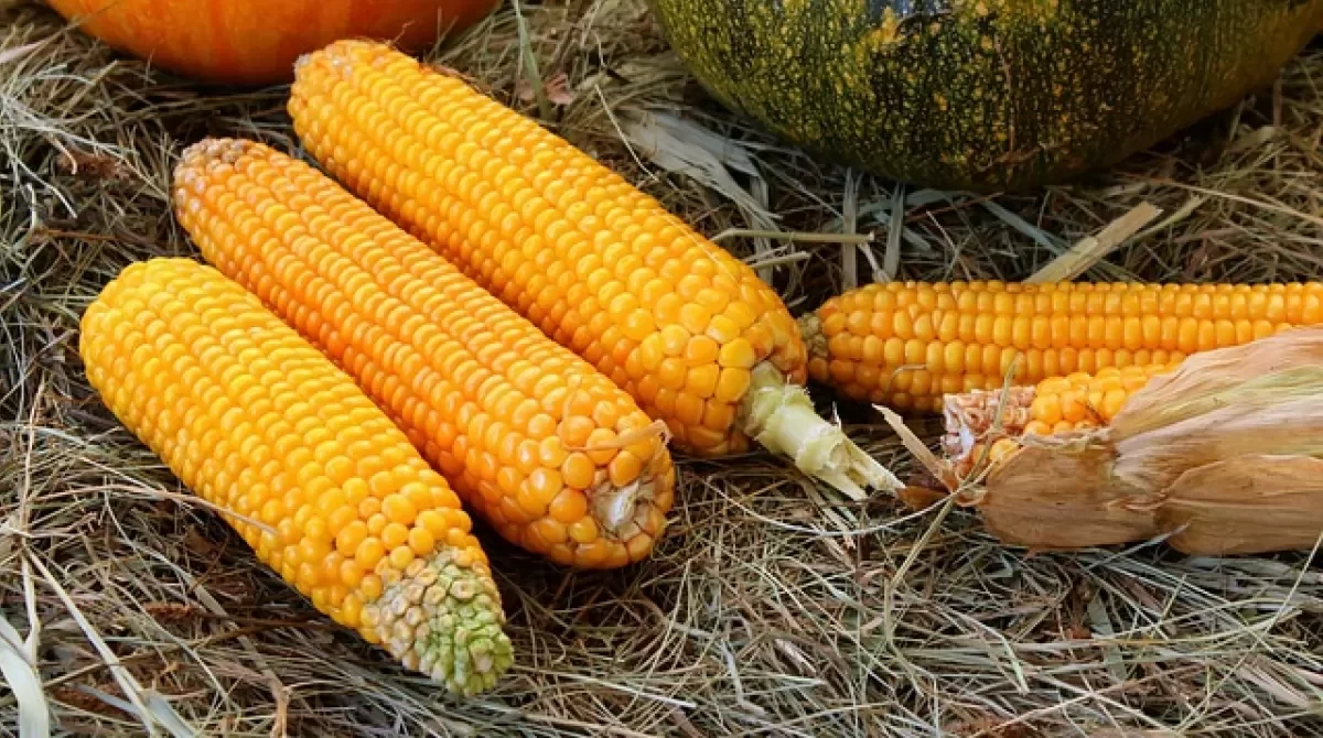 نائب وزير الزراعة: مصر تستورد 50% من الذرة وأكثر من 90% فول الصويا