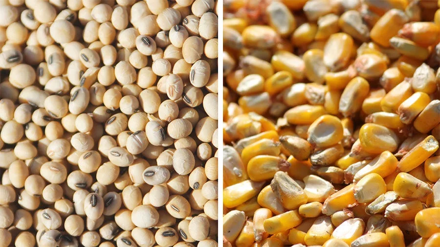 نقص الذرة وفول الصويا تفاقم أزمة الأعلاف في نيجيريا